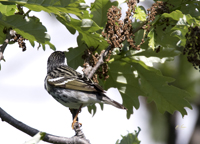 Blackpoll Warbler 6395